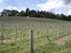 Vineyards views