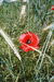 Poppy in the field