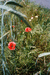 Other poppies