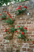 Rose and wall